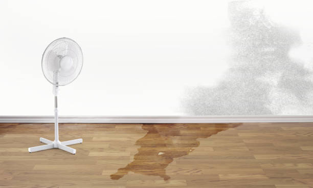 Best Ceiling water damage repair  in Del Norte, CO