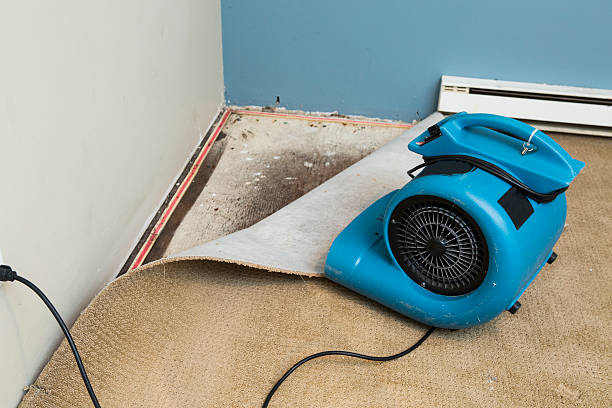 Trusted Del Norte, CO Water damage restoration Experts